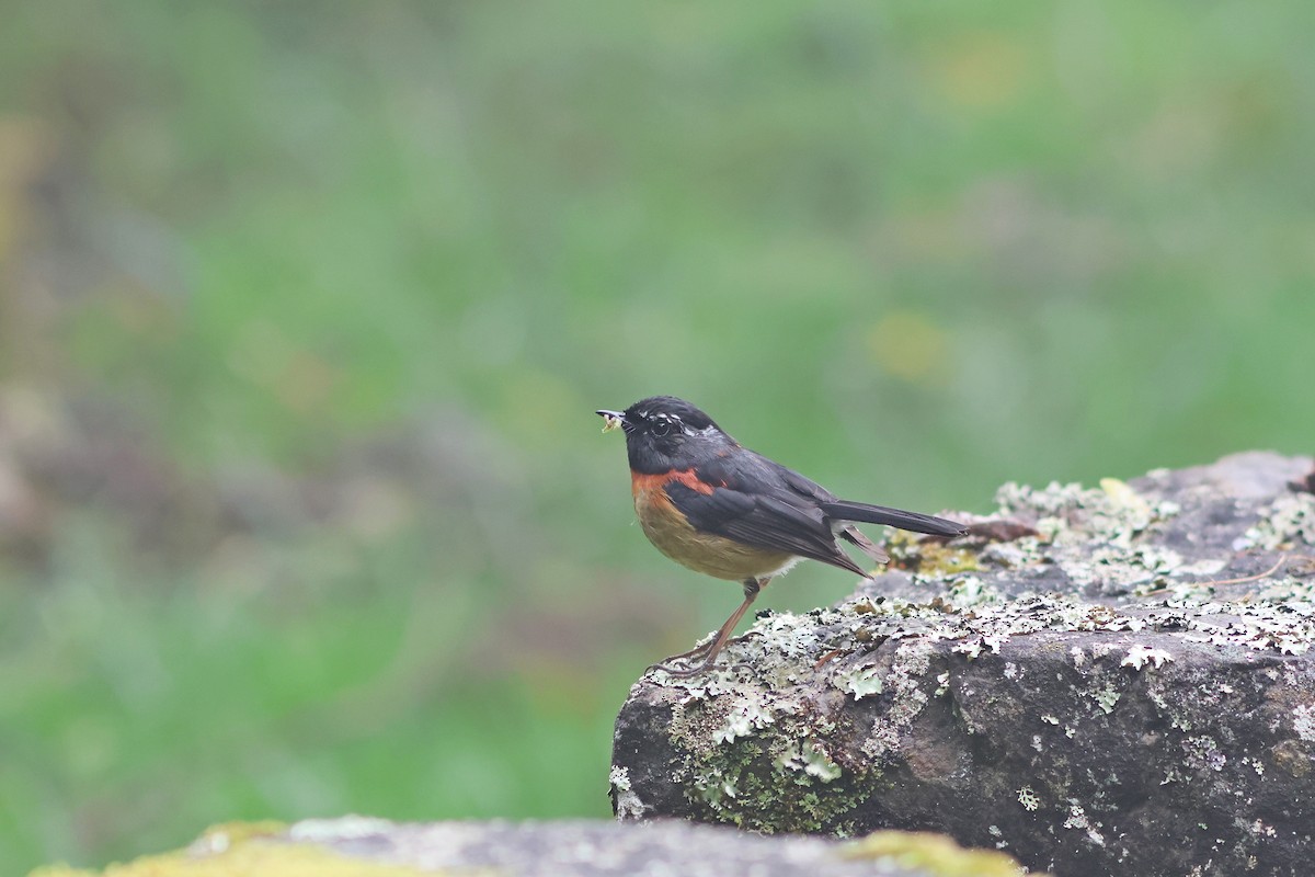Collared Bush-Robin - ML635815280