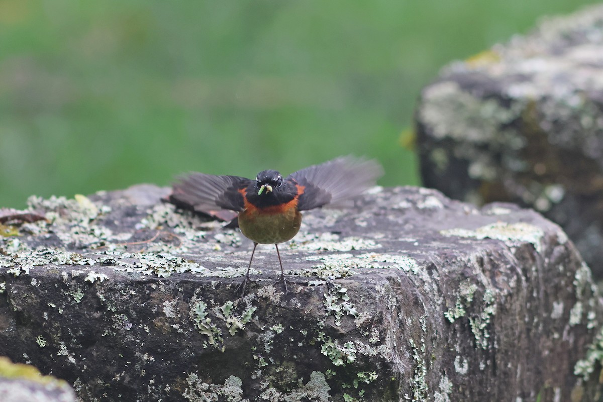 Collared Bush-Robin - ML635815281