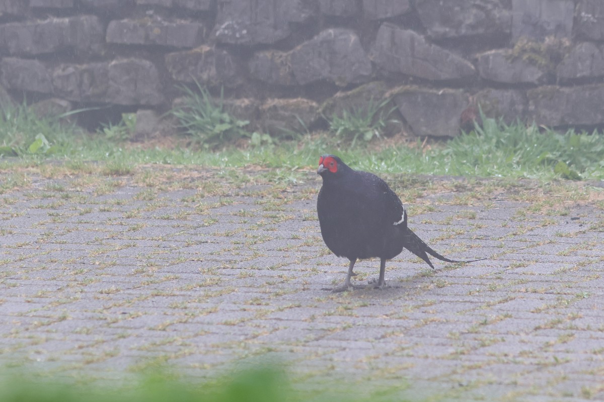 Mikado Pheasant - ML635815289