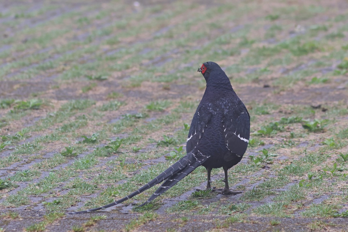 Mikado Pheasant - ML635815290