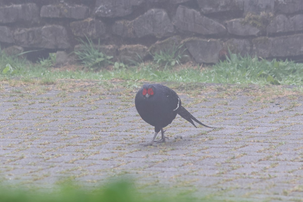 Mikado Pheasant - ML635815291