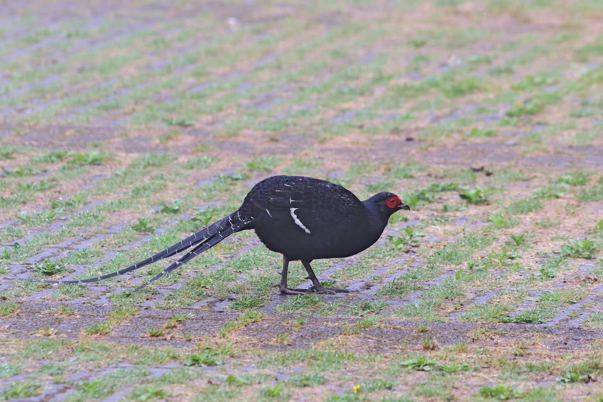 Mikado Pheasant - ML635815292