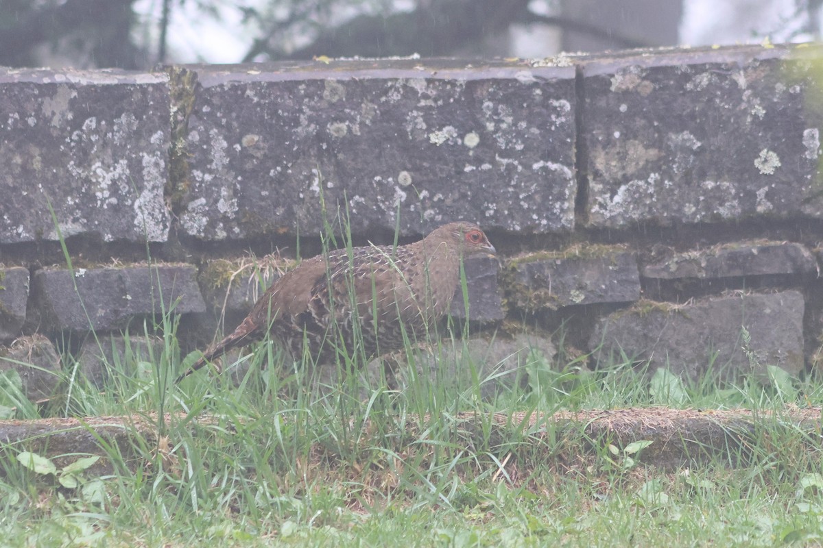 Mikado Pheasant - ML635815295