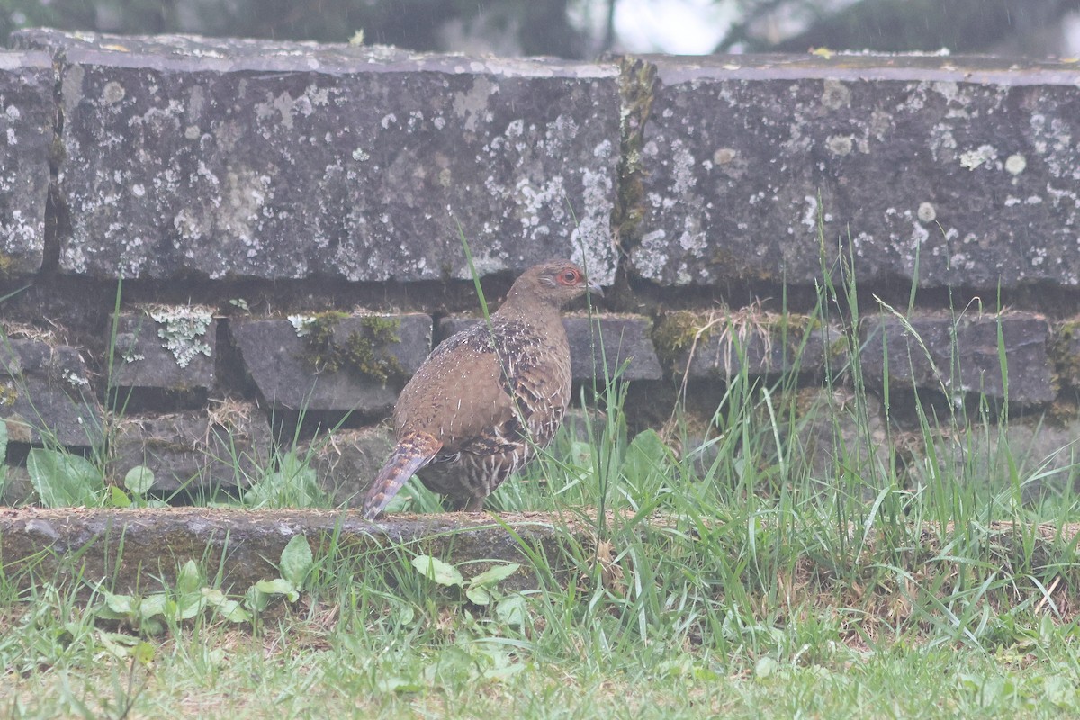 Mikado Pheasant - ML635815296