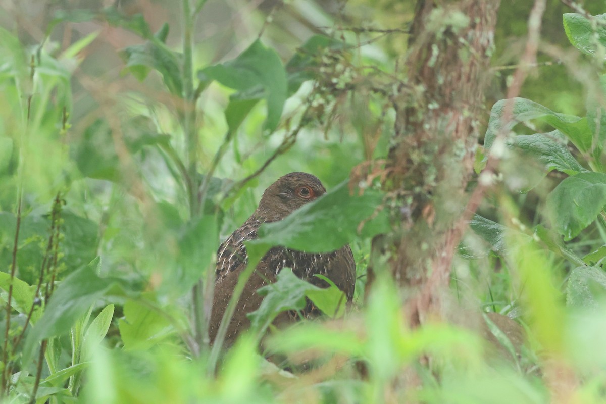Mikado Pheasant - ML635815297