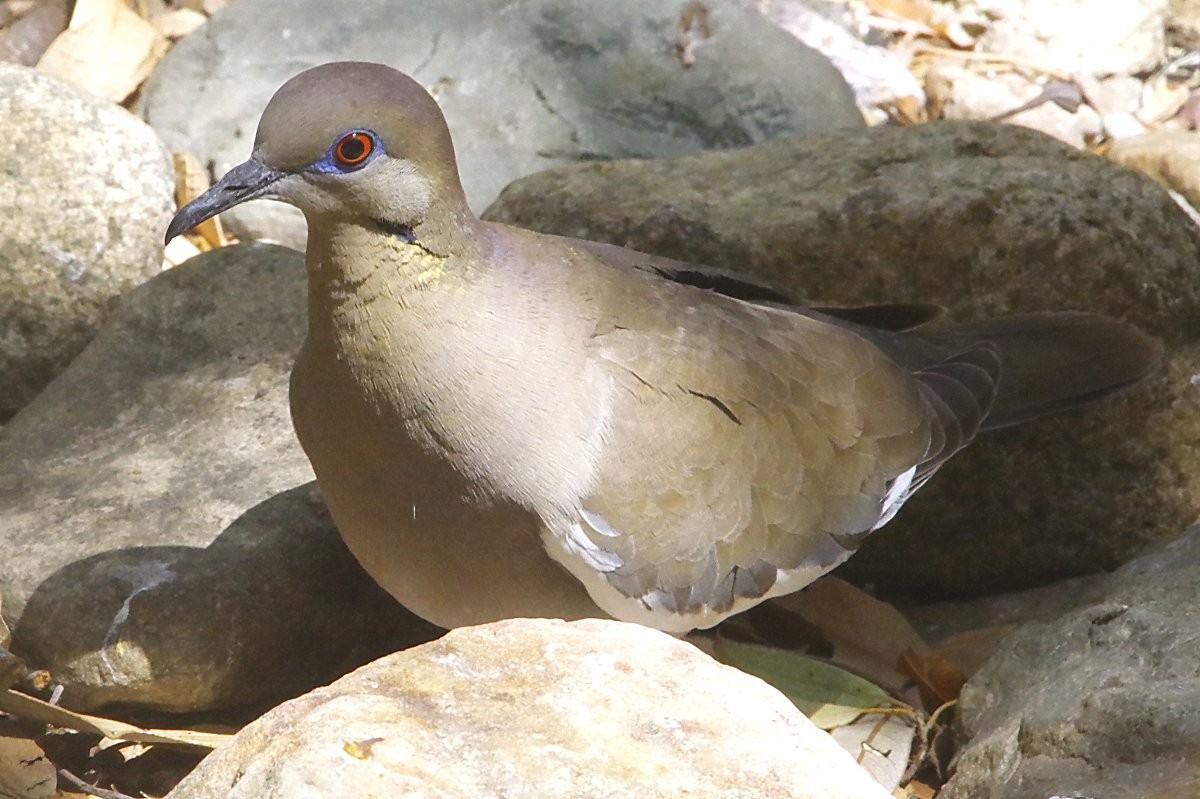 White-winged Dove - ML635815303