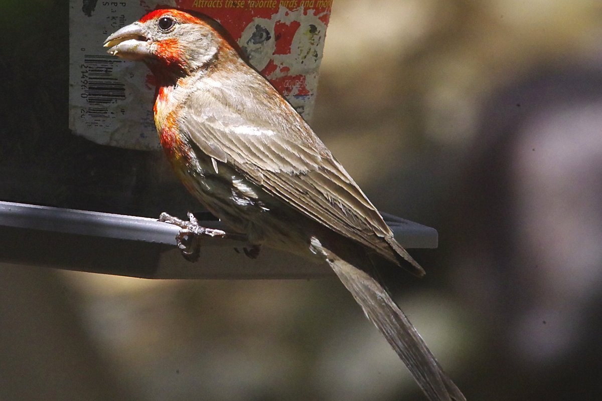 House Finch - ML635815371