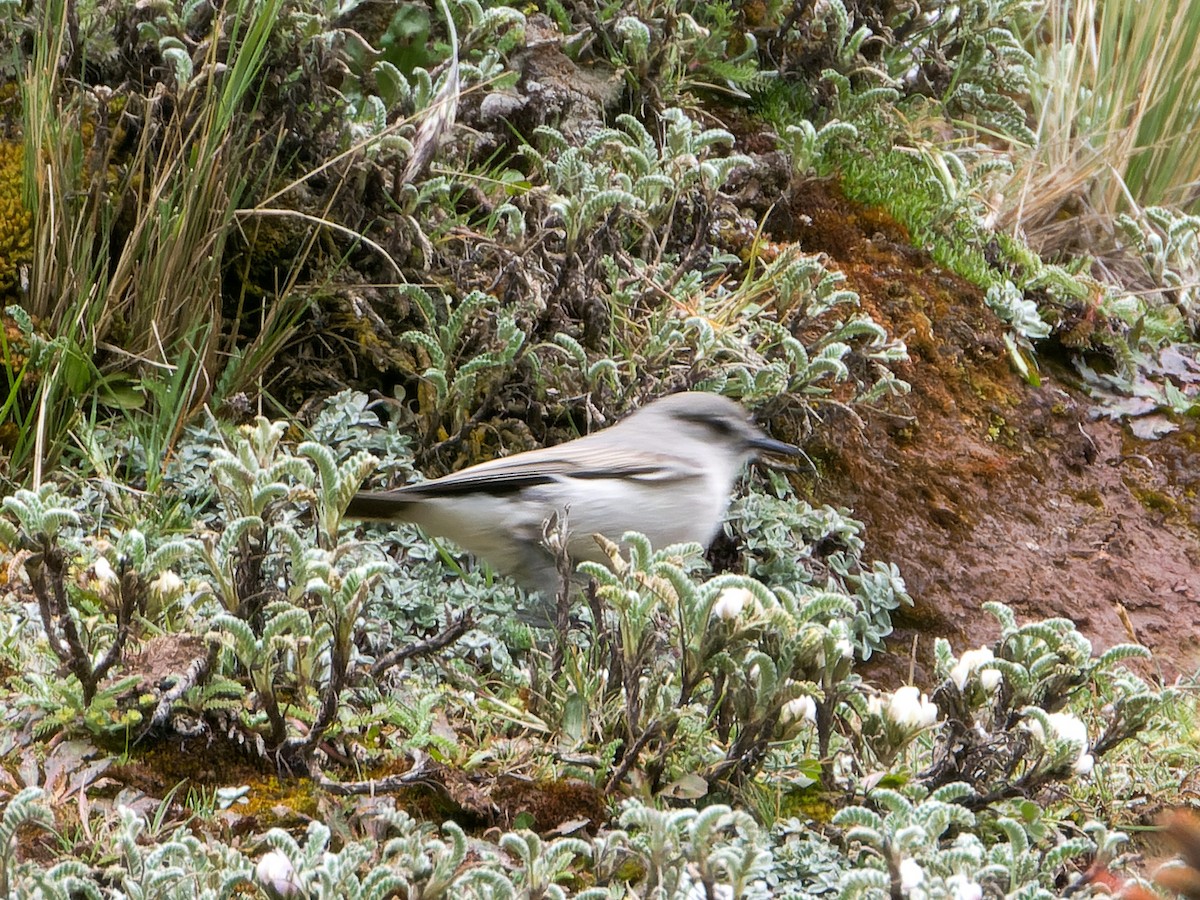 Cinereous Ground-Tyrant - ML635815401