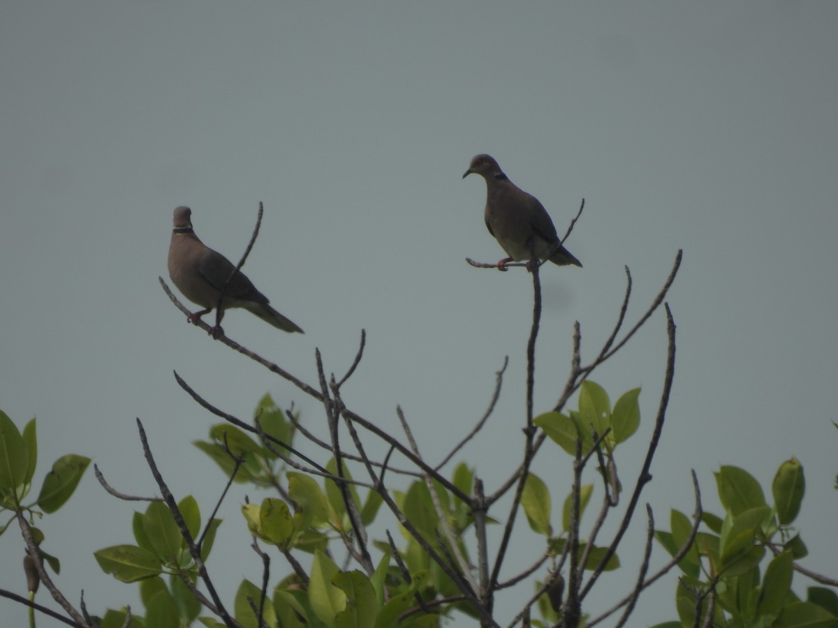 Sunda Collared-Dove - ML635815427