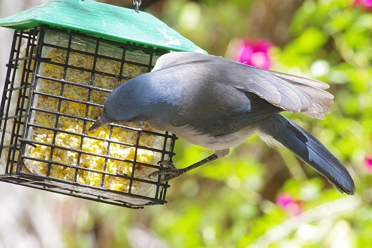 Mexican Jay - ML635815430