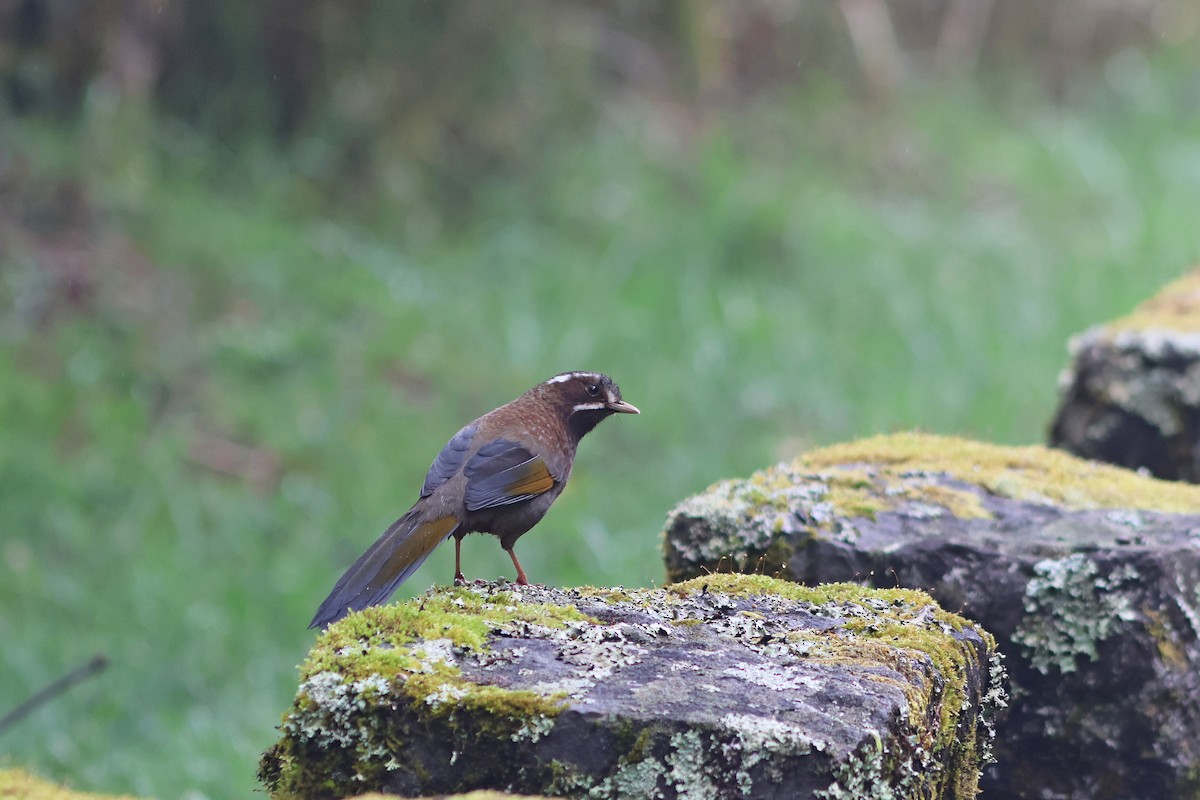 White-whiskered Laughingthrush - ML635815432