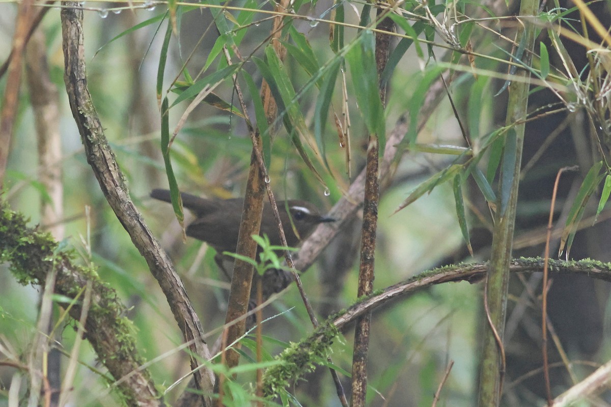 Taiwan Shortwing - ML635815485