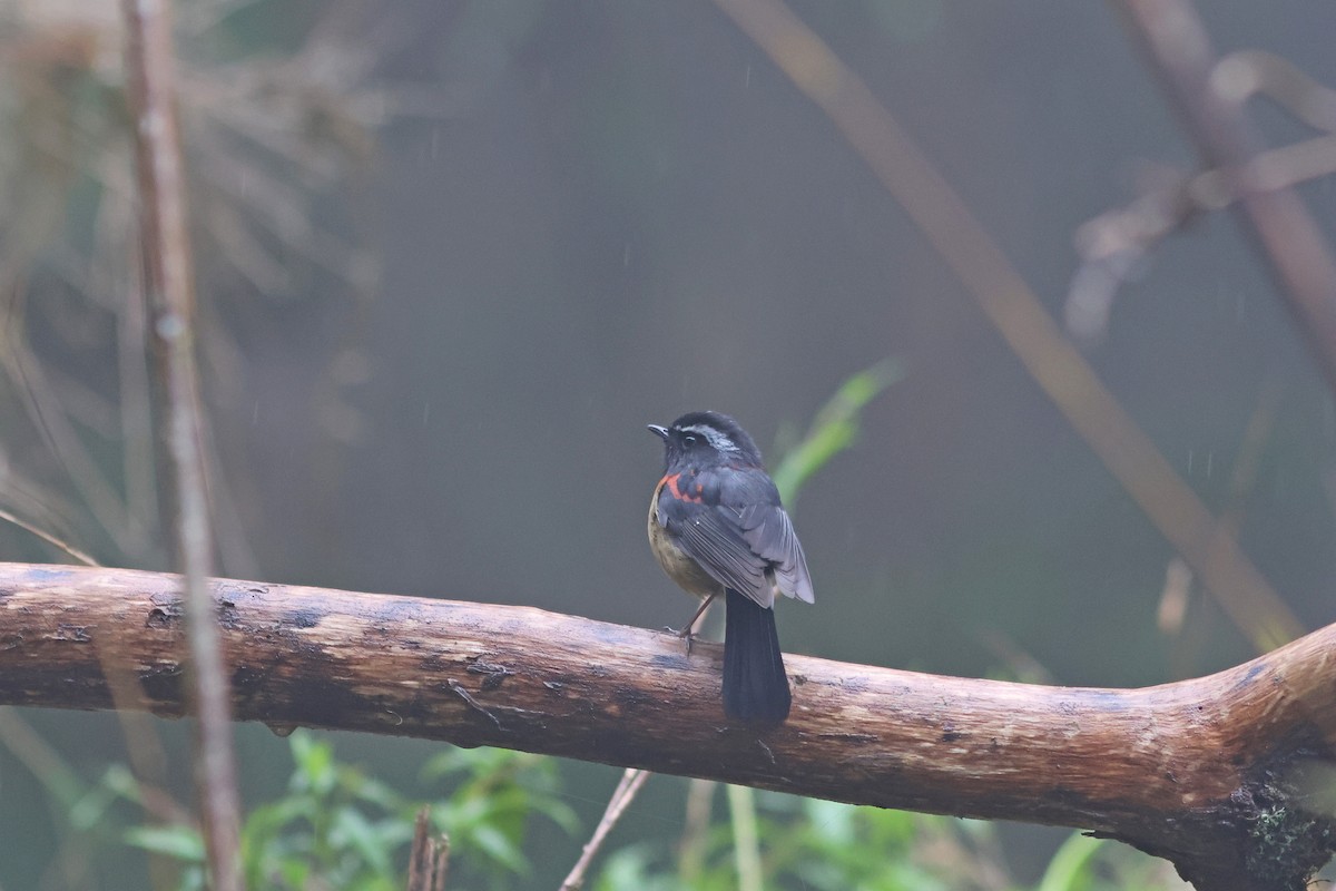 Collared Bush-Robin - ML635815488