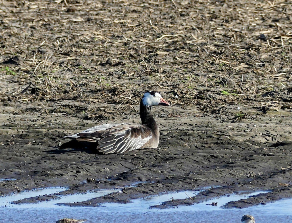 Snow x Canada Goose (hybrid) - ML635815499