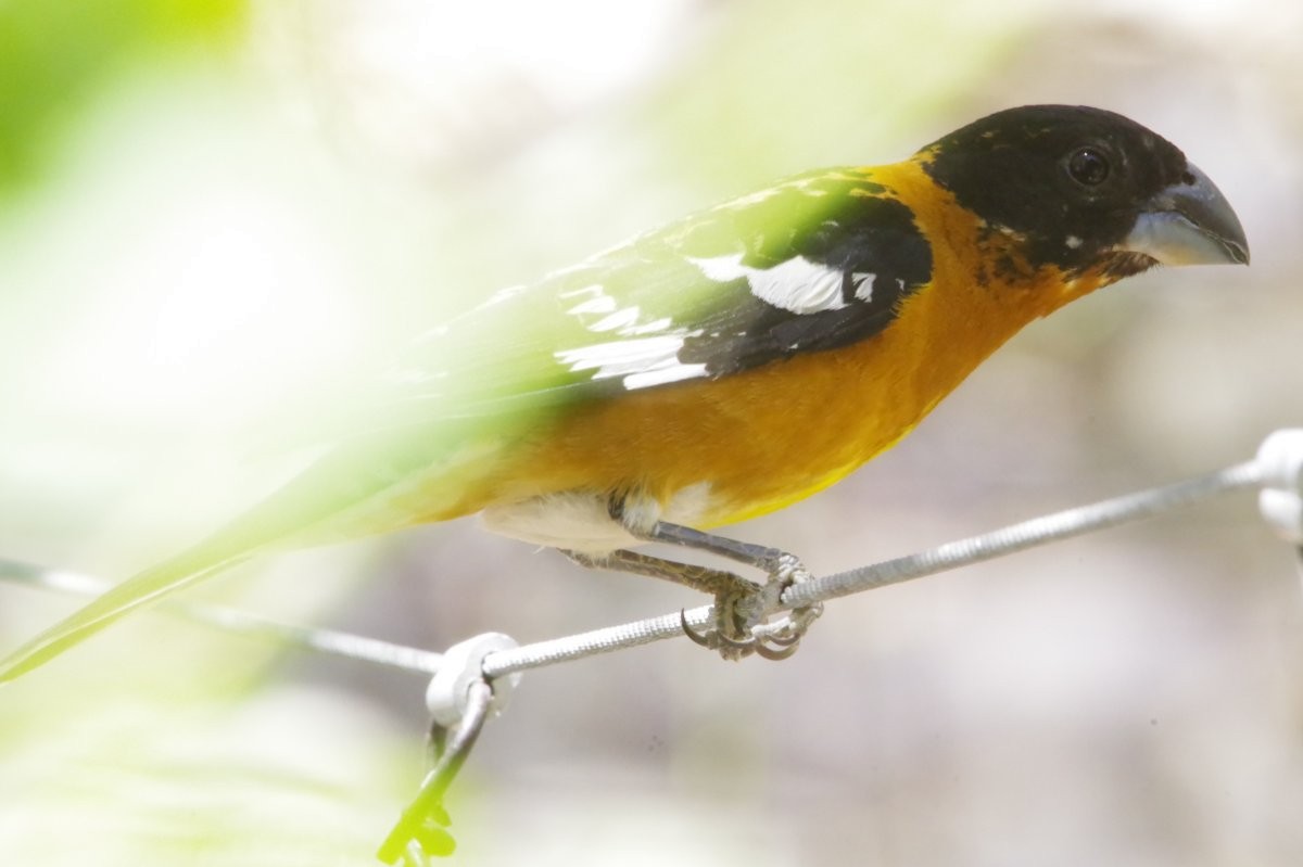 Black-headed Grosbeak - ML635815506