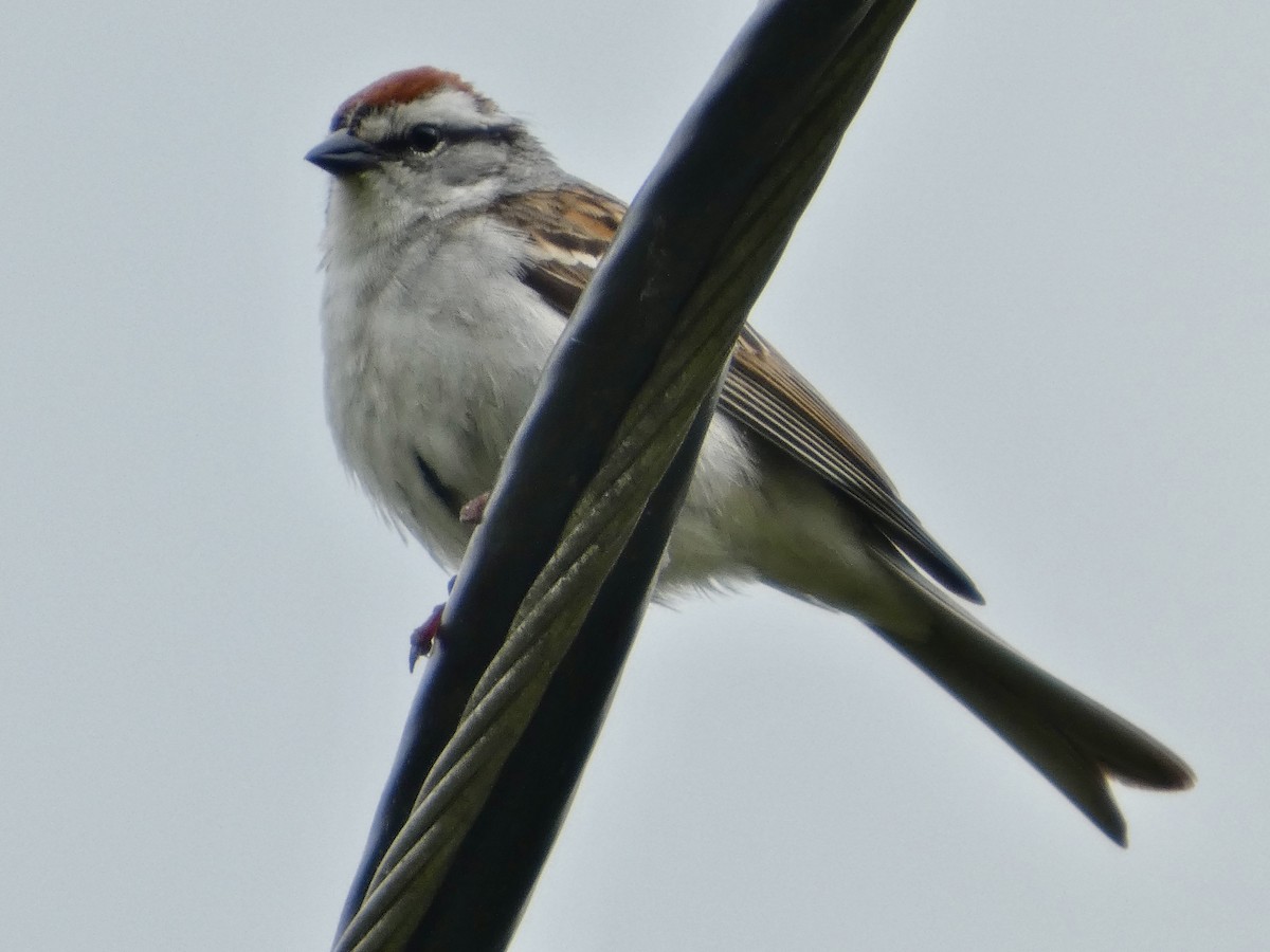 Chipping Sparrow - ML635815563