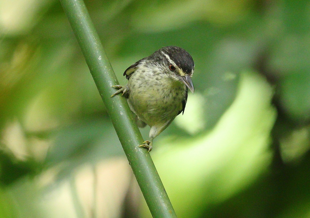 Double-banded Graytail - ML635815696