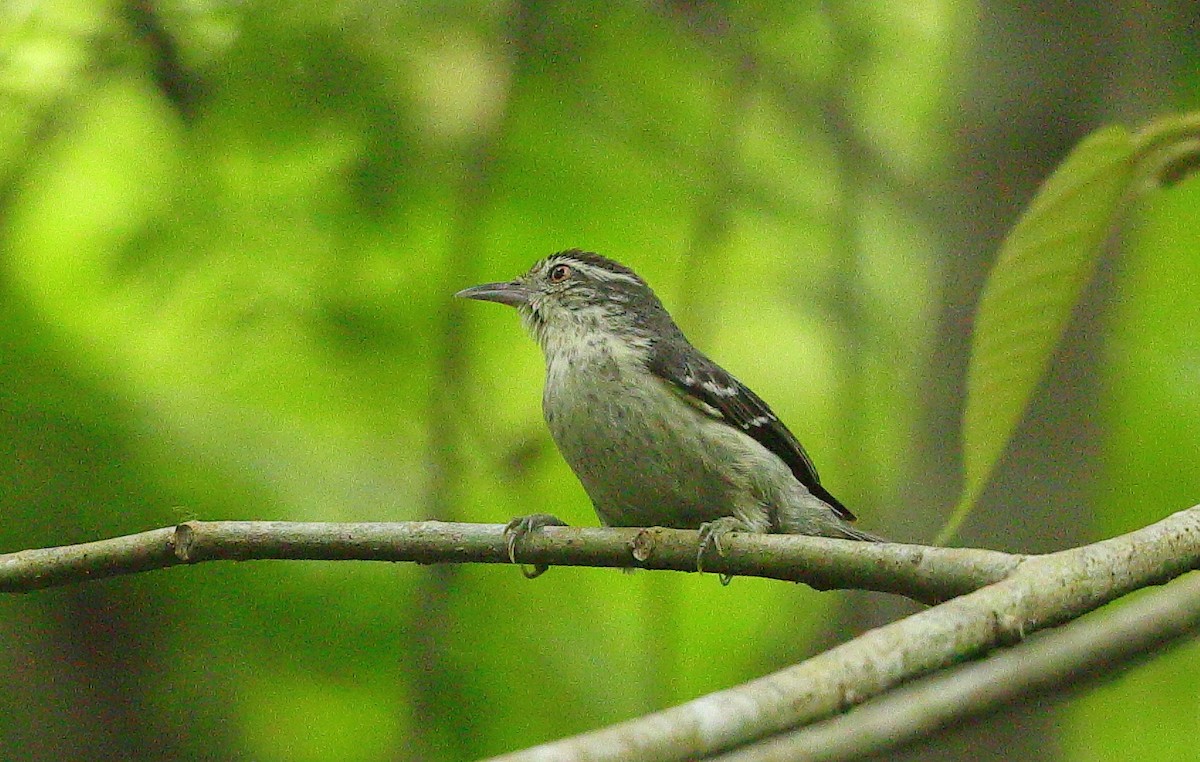 Double-banded Graytail - ML635815697