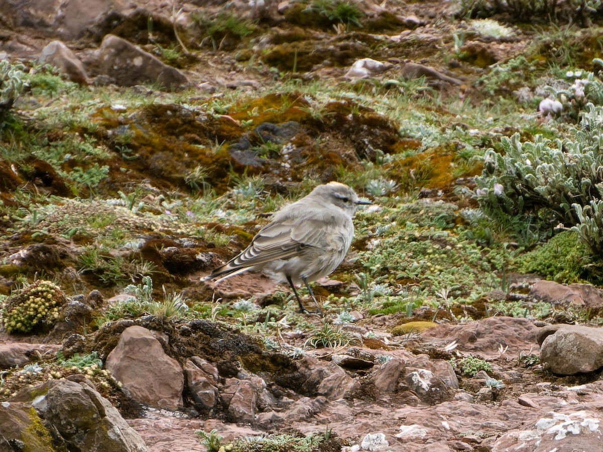 Ochre-naped Ground-Tyrant - ML635815819