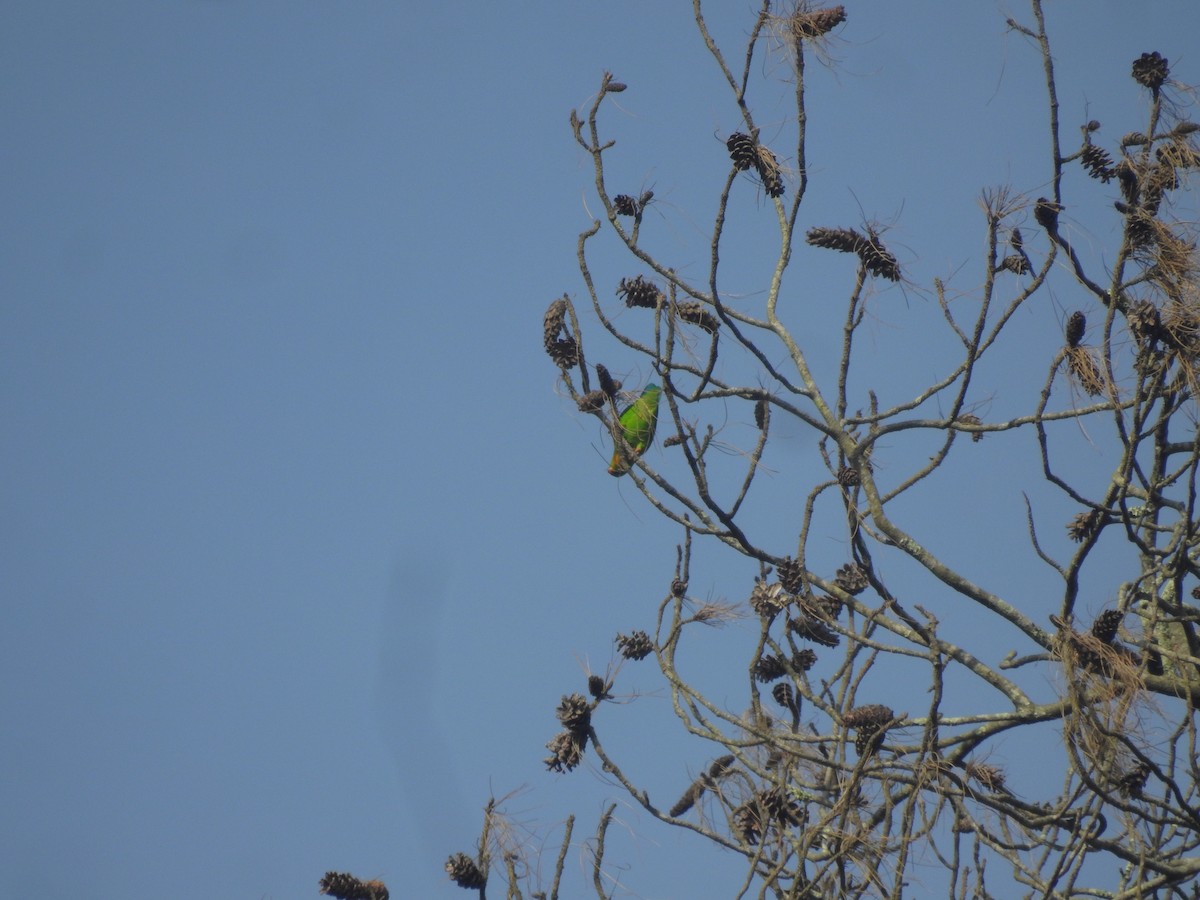 Yellow-throated Hanging-Parrot - ML635815996