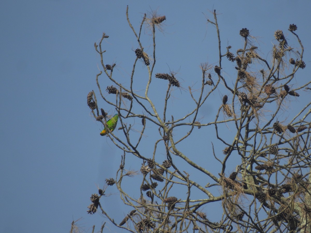 Yellow-throated Hanging-Parrot - ML635815999