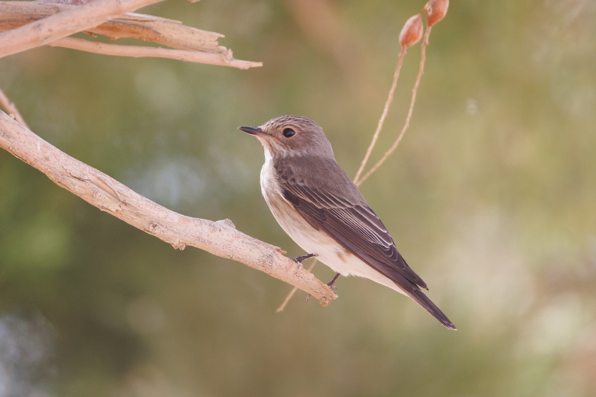 Бөртөт намнаахай - ML635816079