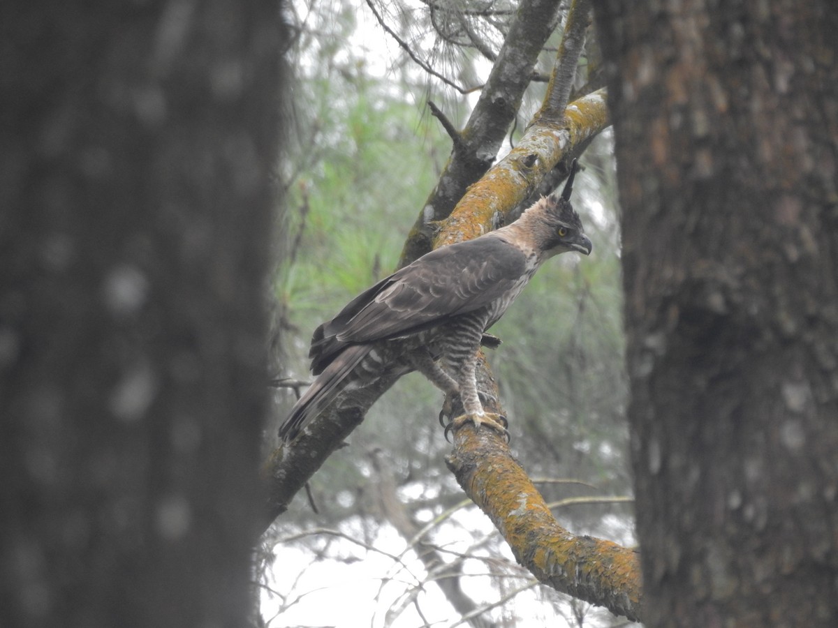 Javan Hawk-Eagle - ML635816094