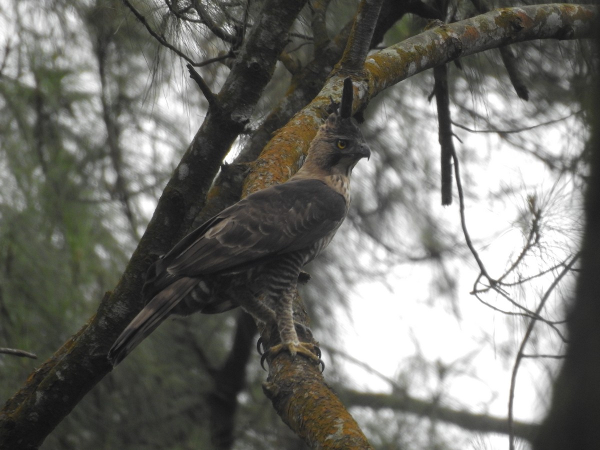 Javan Hawk-Eagle - ML635816097