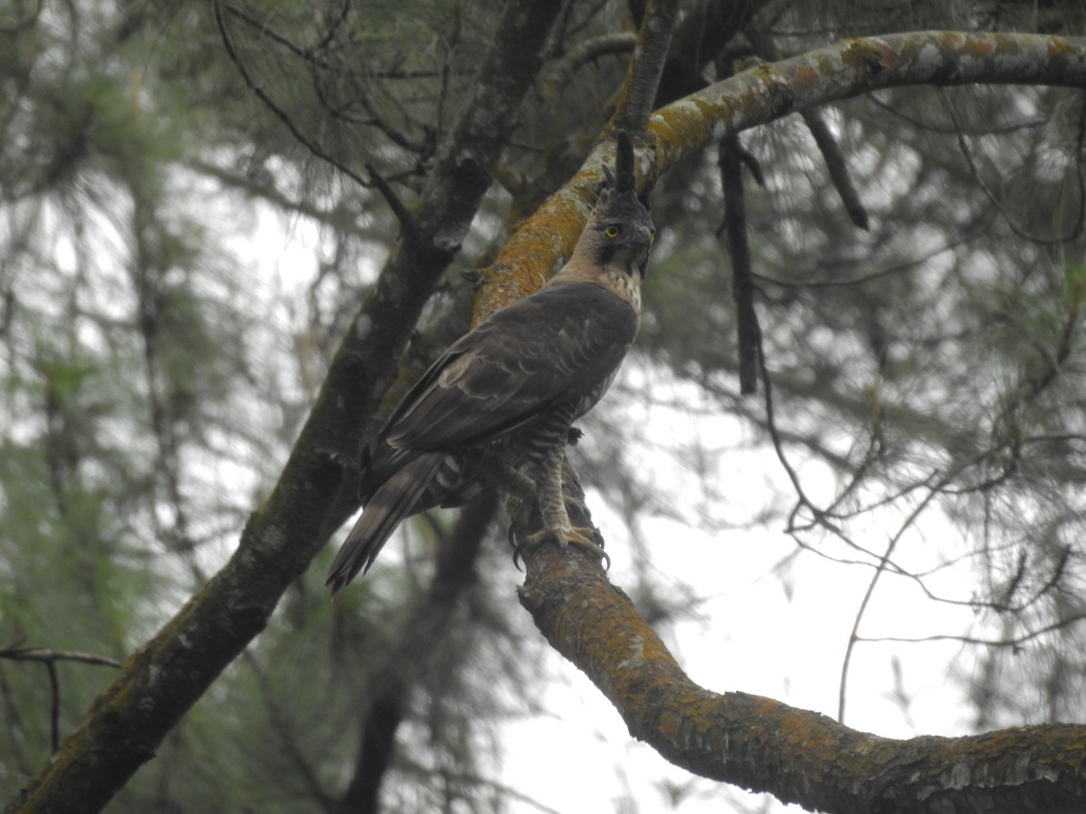 Javan Hawk-Eagle - ML635816102