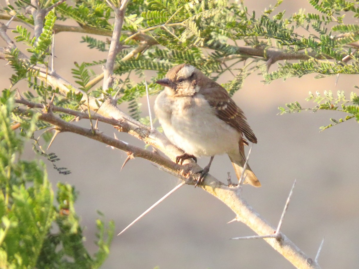 Yellow-throated Bush Sparrow - ML635816124