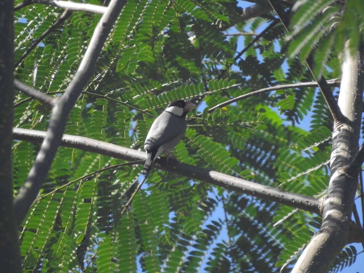 Java Sparrow - ML635816343