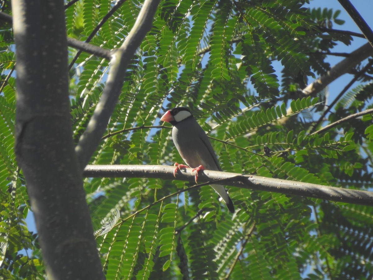 Java Sparrow - ML635816359