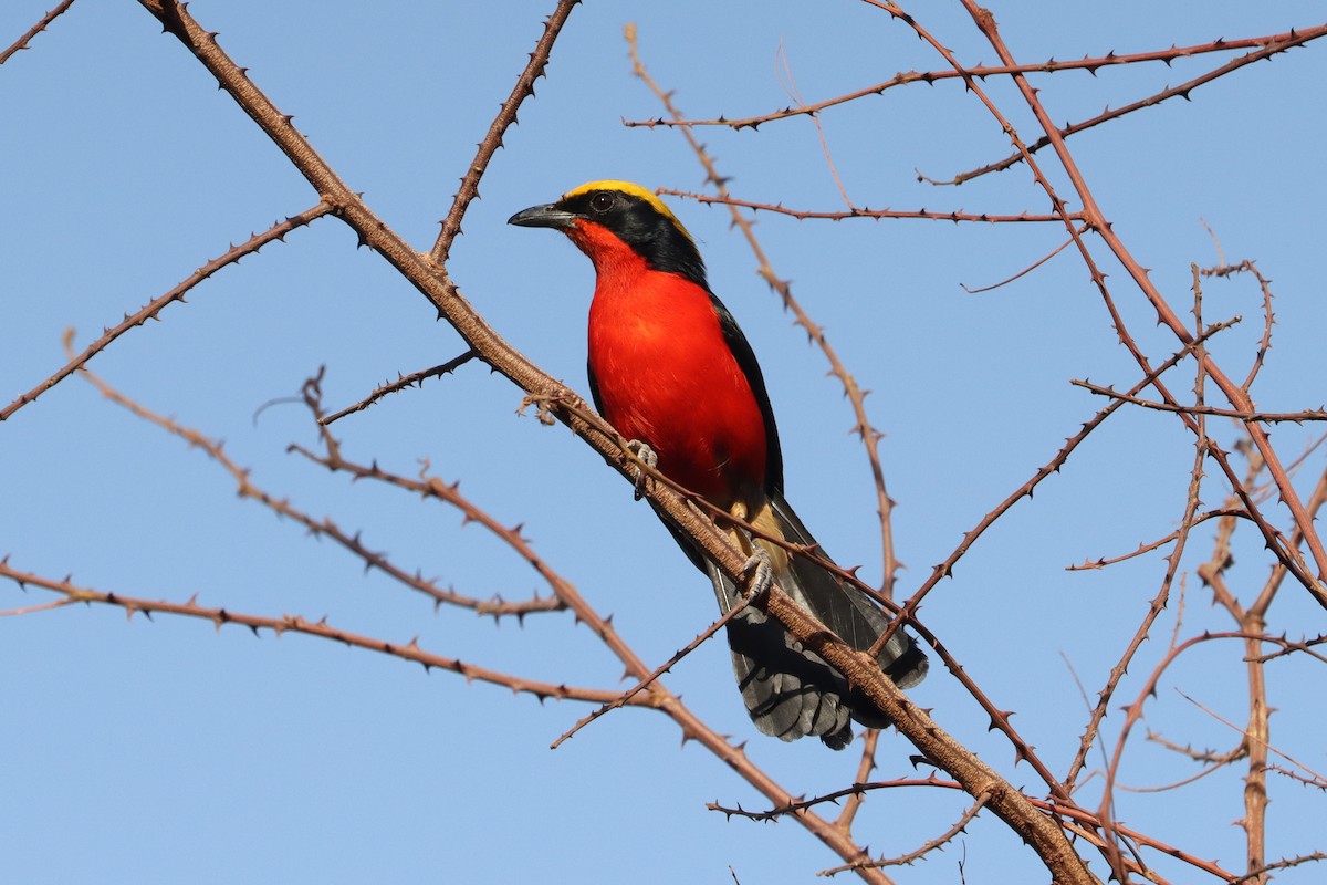 Yellow-crowned Gonolek - ML635816434