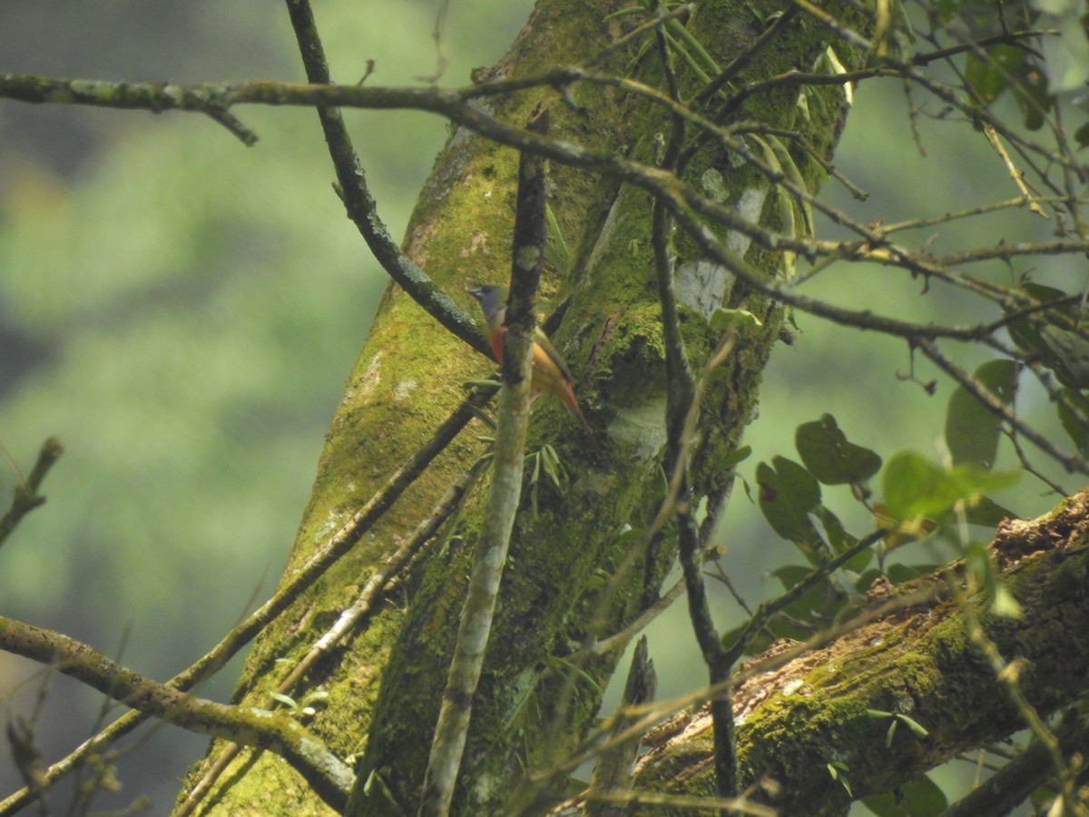 Pin-tailed Parrotfinch - ML635816448