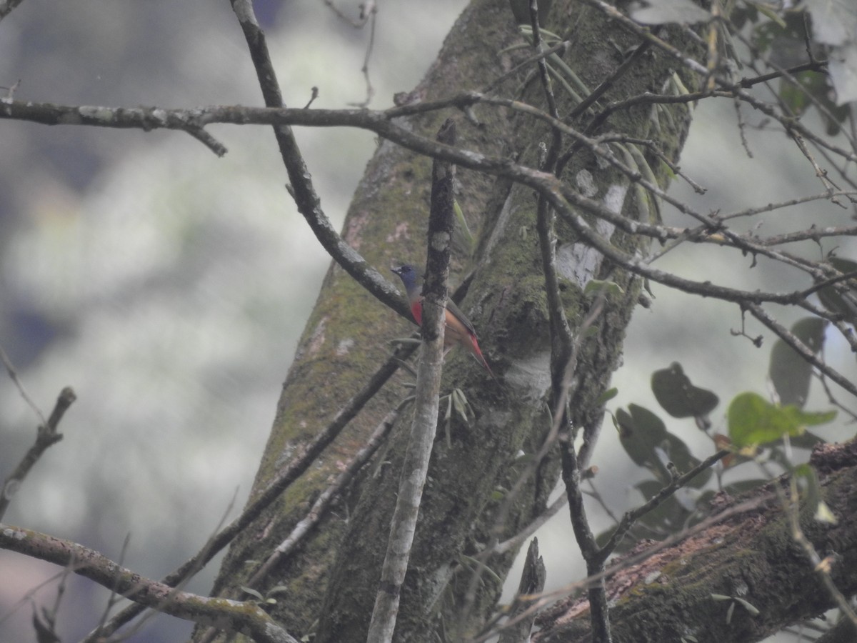 Pin-tailed Parrotfinch - ML635816452