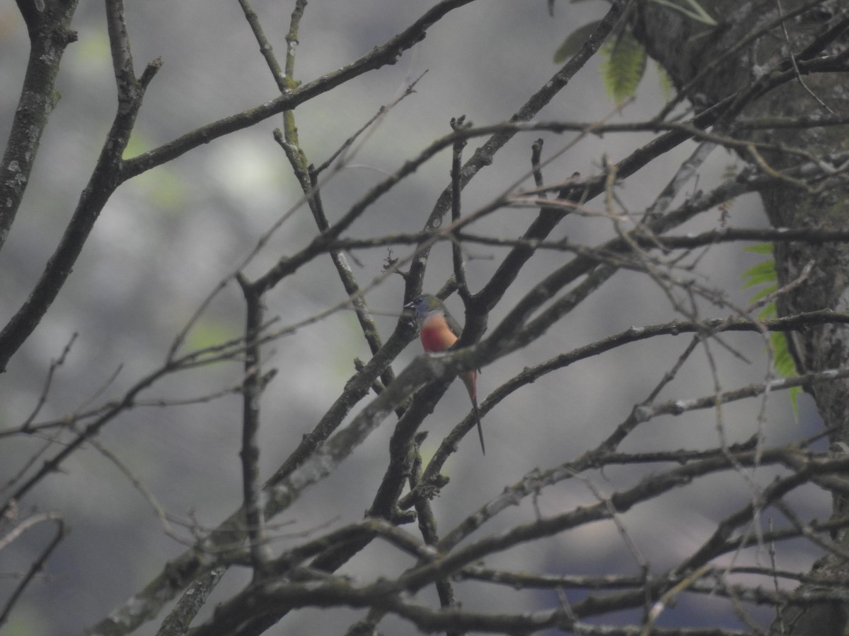 Pin-tailed Parrotfinch - ML635816458