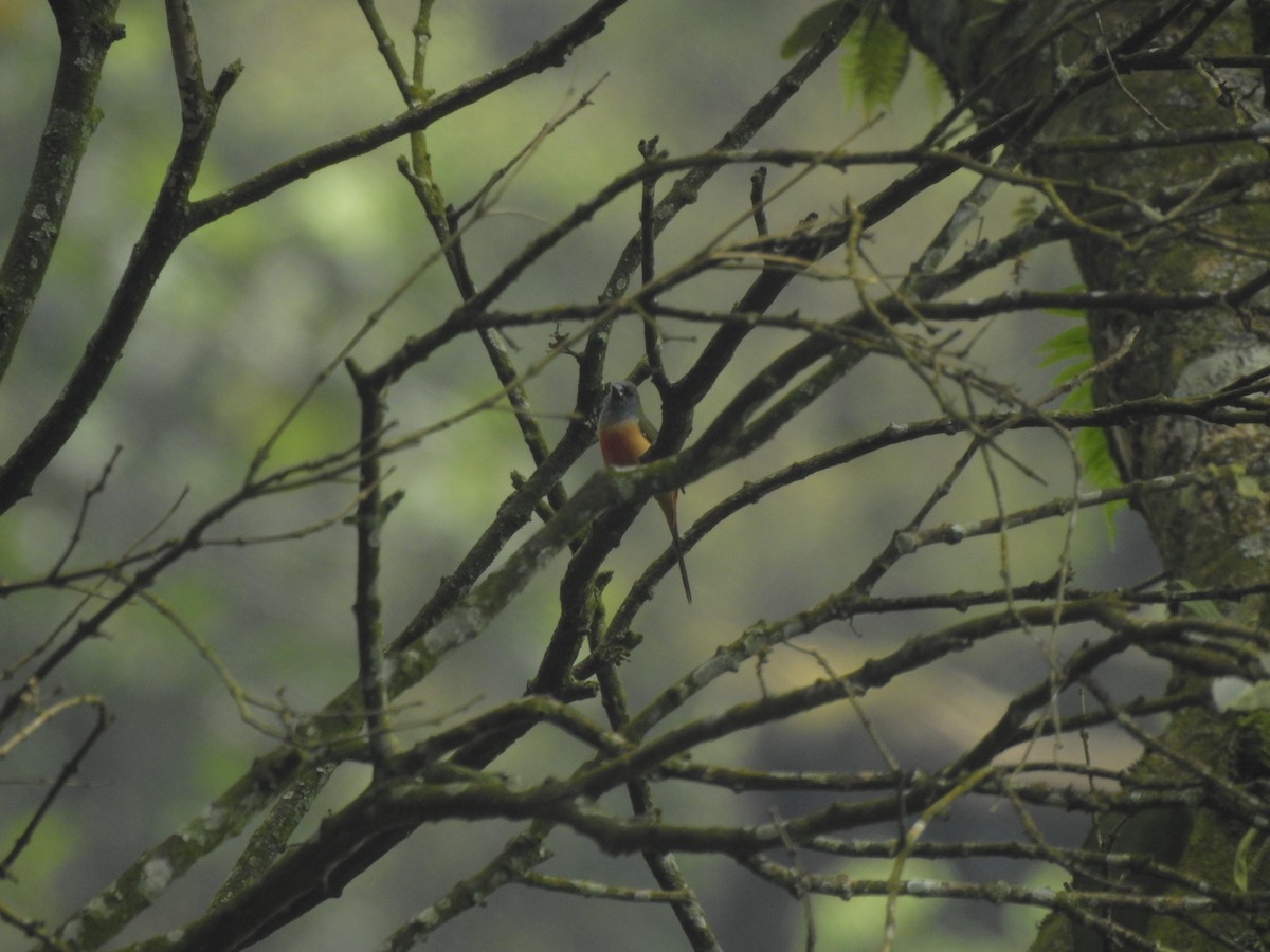 Pin-tailed Parrotfinch - ML635816471