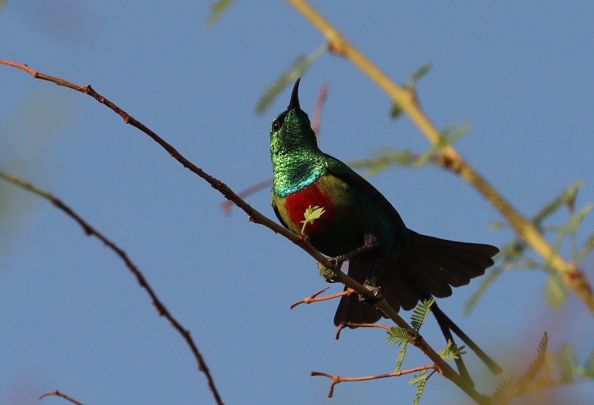 Beautiful Sunbird - ML635816489