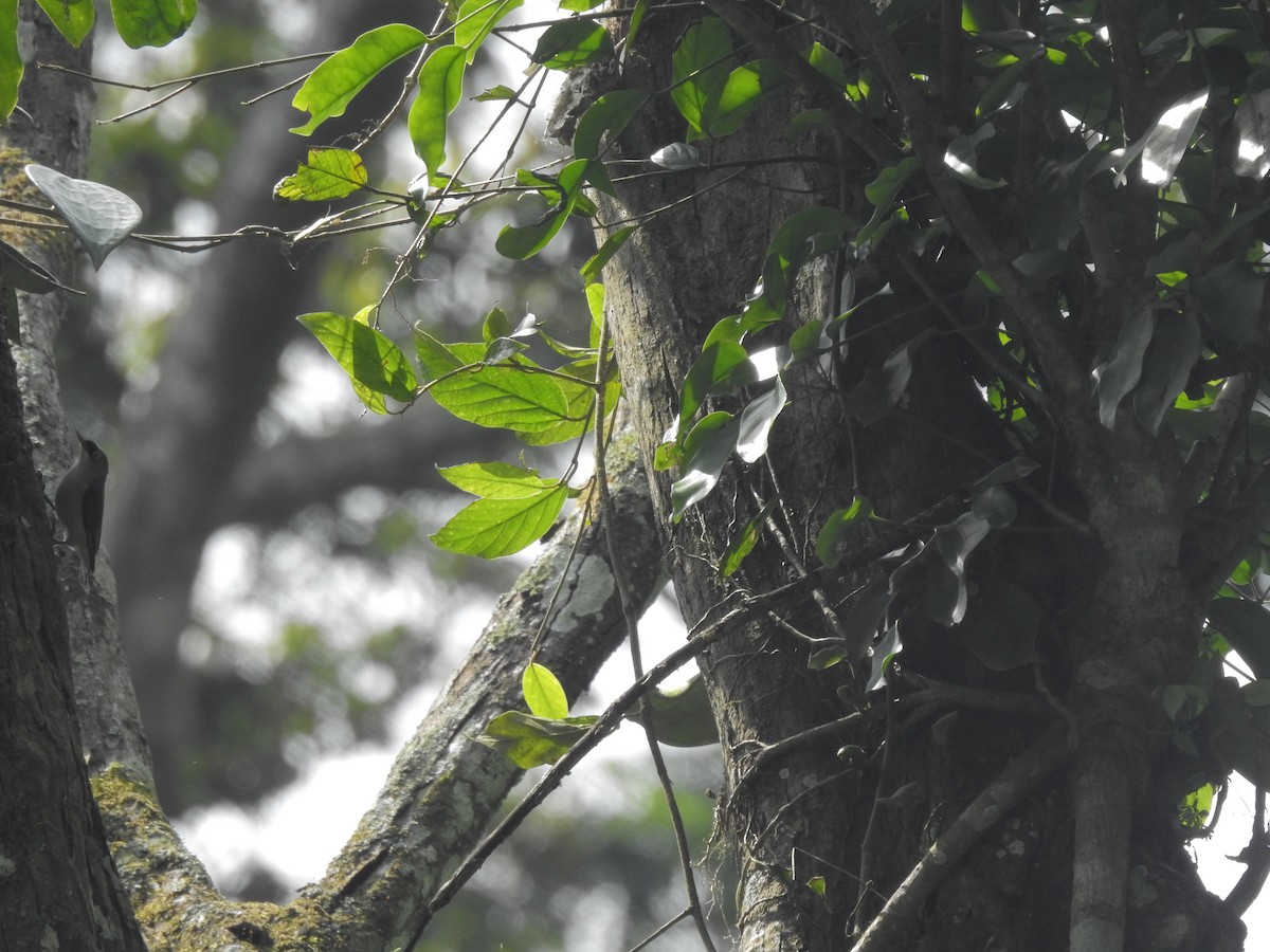 Velvet-fronted Nuthatch - ML635816508