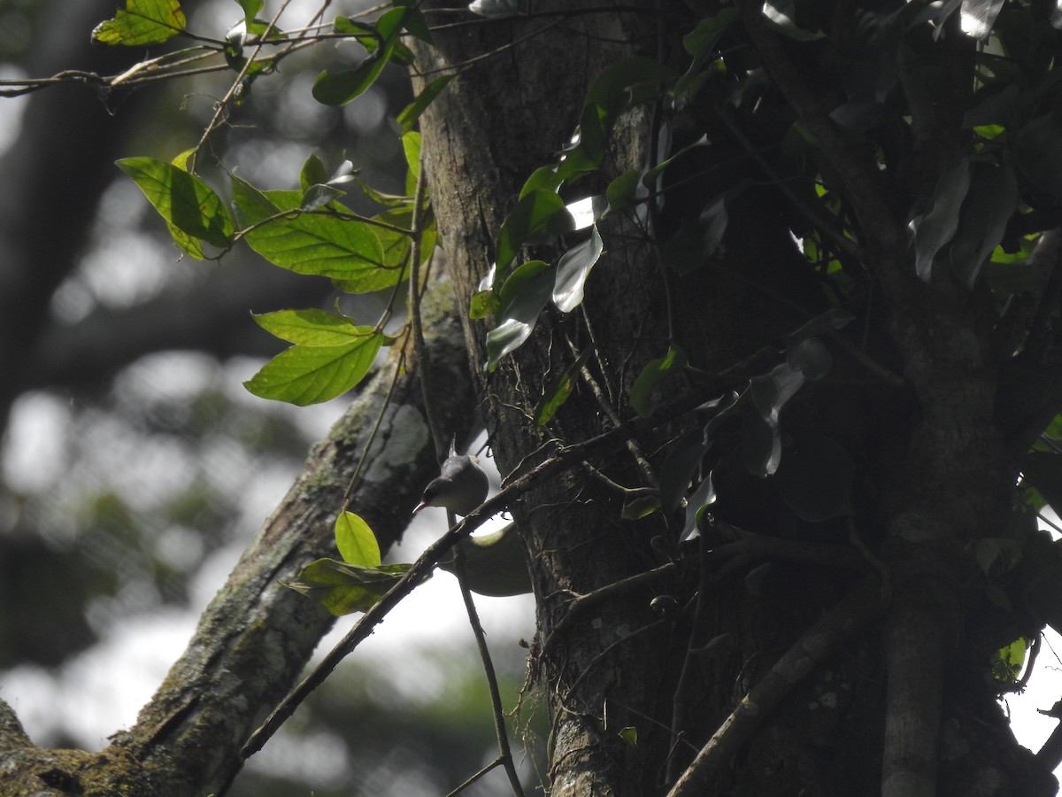 Velvet-fronted Nuthatch - ML635816515
