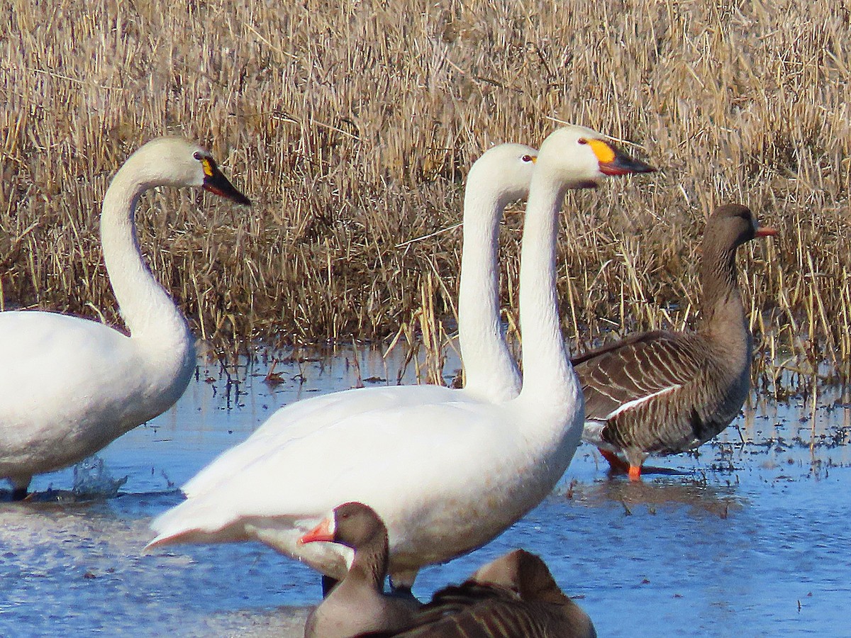 Tundra Swan (Bewick's) - ML635816521