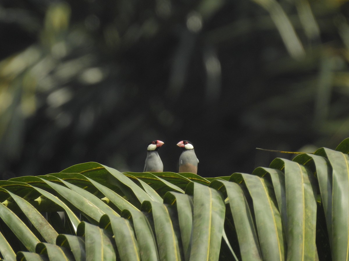 Java Sparrow - ML635816635