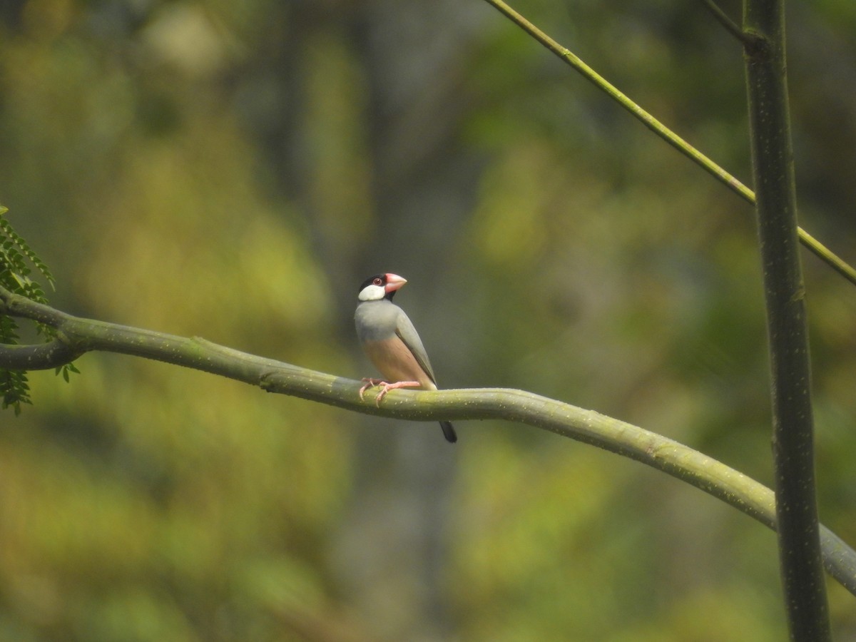 Java Sparrow - ML635816663