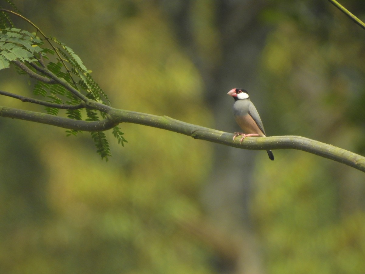 Java Sparrow - ML635816667