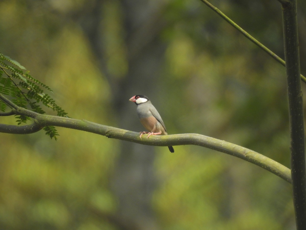 Java Sparrow - ML635816673