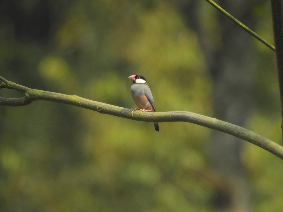 Java Sparrow - ML635816679
