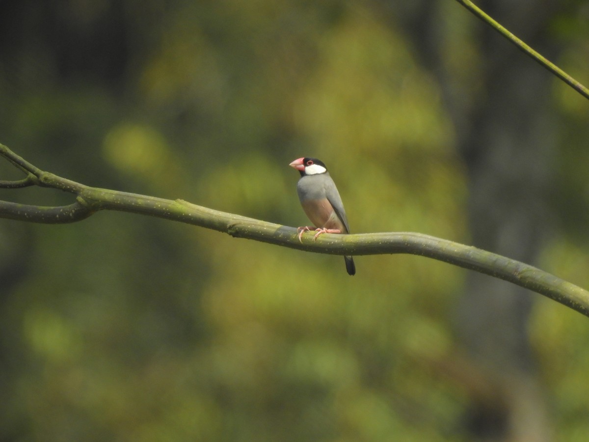 Java Sparrow - ML635816683