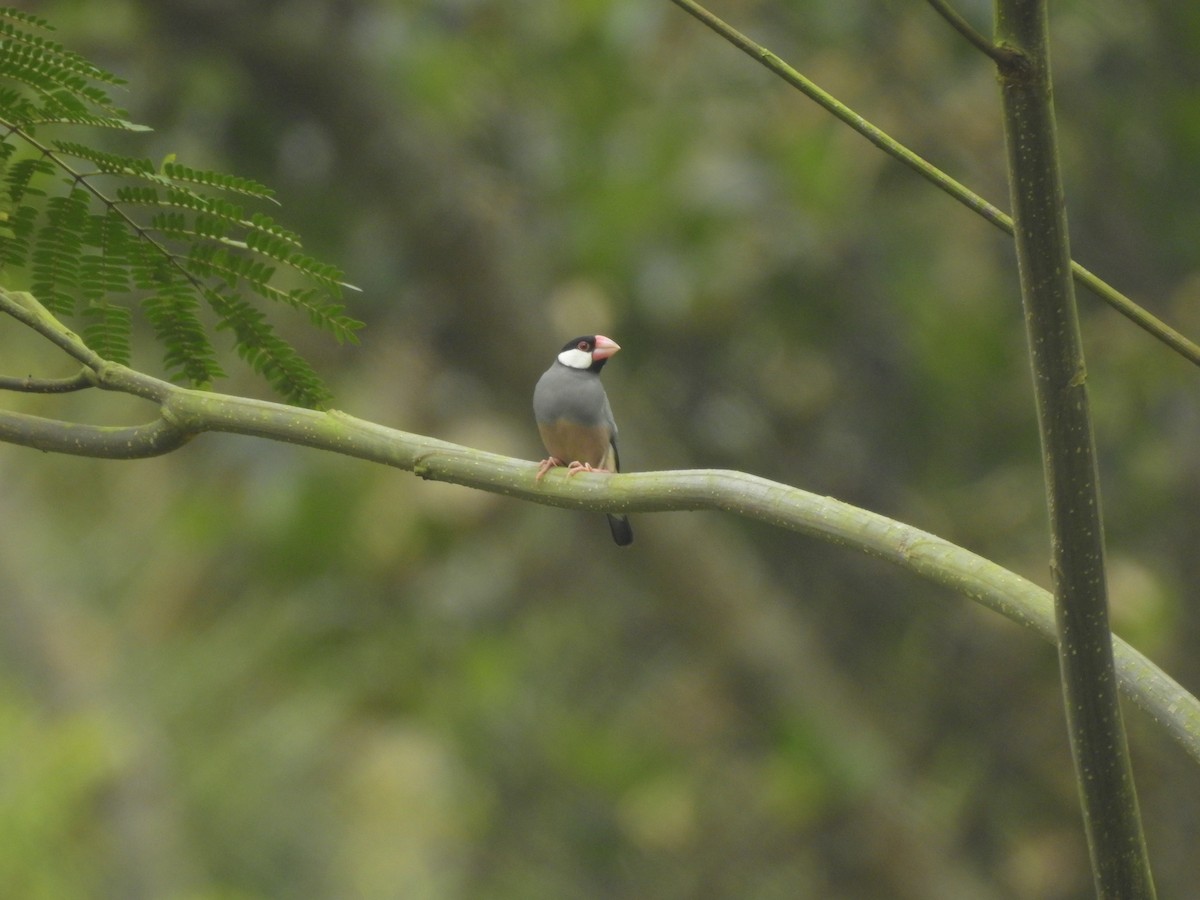 Java Sparrow - ML635816687