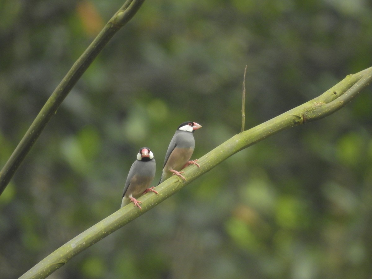 Java Sparrow - ML635816692