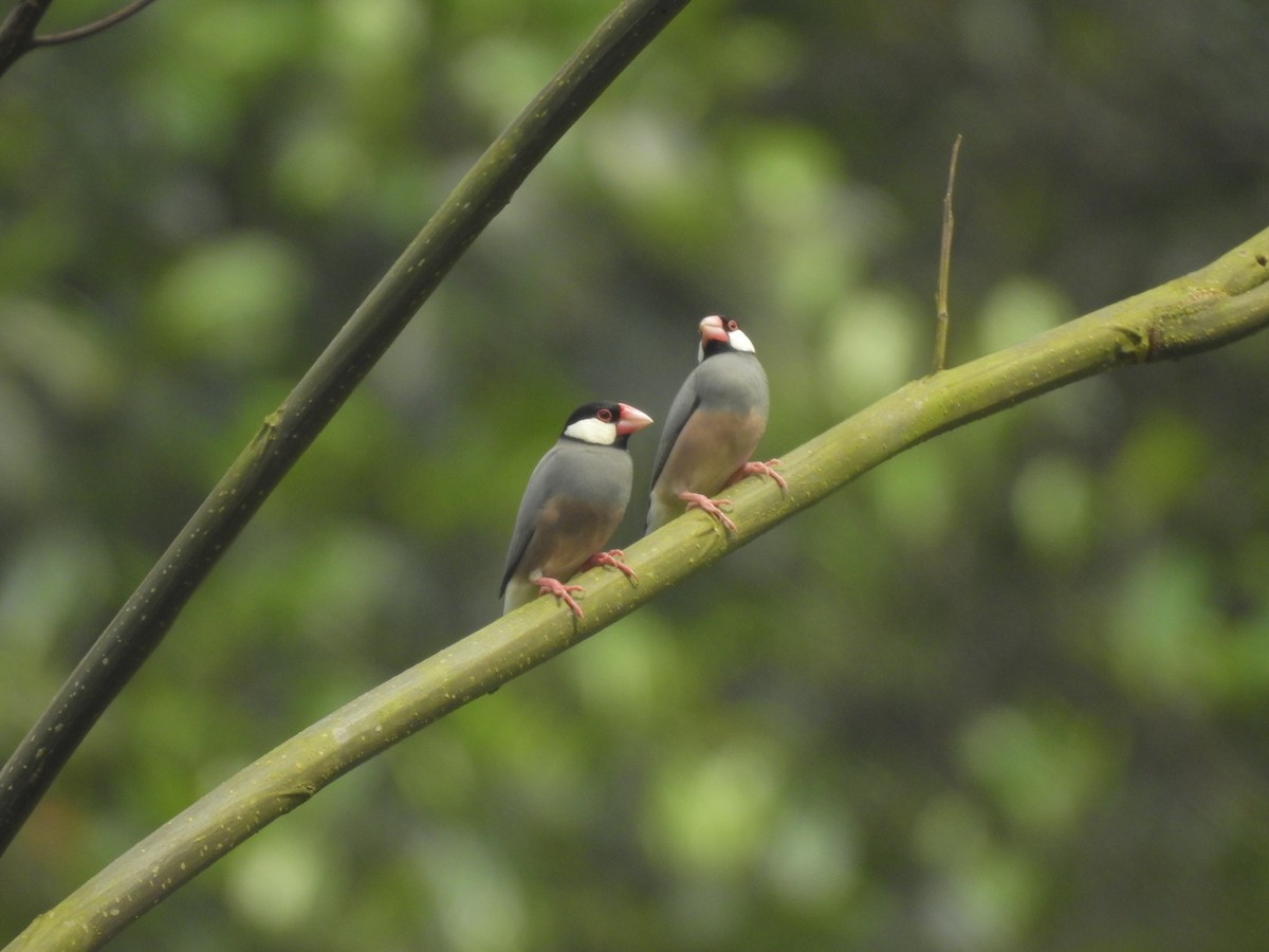 Java Sparrow - ML635816697